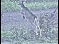 Monster buck leaps tornado