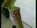 Sarracenia Vs Formica alata!!!!!!!!! Sarracenia Vs Formica alata!!!!!!!!!