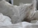 Jenna the Westie digging with her nose