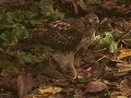 Hawk eating Squirrel for Lunch!