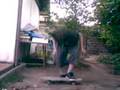 Historias de Krispy en patinelogico