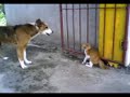 the rison why cats hate dogs