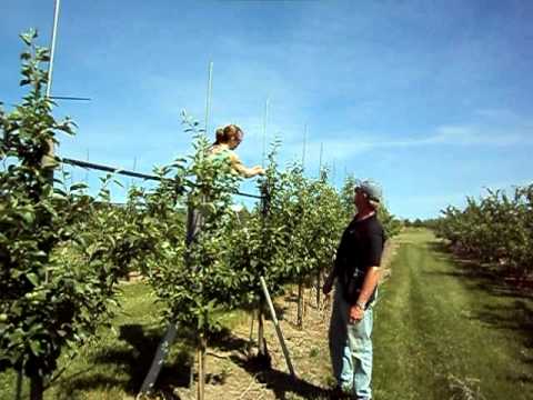 how to train apple tree branches