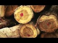 Silvicultura e ind�stria florestal para uma Economia Verde