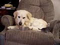 [Video]
