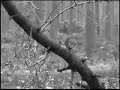 ww2 reenactment, Hurtgen Forest '44