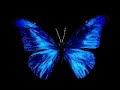 lionel-neykov-freeze-my-senses.html