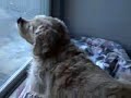 眠りイヌ動画