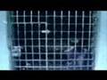 POLVO BLANCO (Trailer02) POLVO BLANCO (Trailer02)