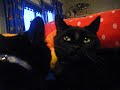My wee cats