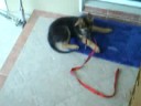 Cocoa and the Banana tree-3