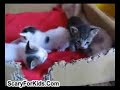 Kittens Screamer