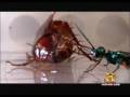 jewel wasps