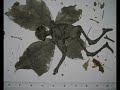 Mummified Derbyshire Fairy Interview 2 part 2