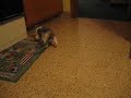 Sadie the kitten\ Sadie the kitten\