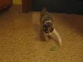 Sadie the kitten's debut