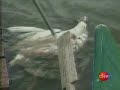 No volver�n (cisnes de cuello negro)
