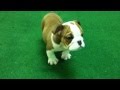 March 2013 English Bulldog Puppies   Harts Kennel   Video 6