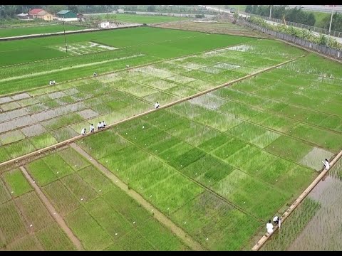 CPTPP: Cơ hội thách thức cho nông sản Việt Nam