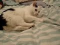 Q13: Retarded Cat