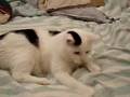 Q13: Retarded Cat