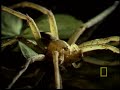Fishing Spider Eats Frogs Fishing Spider Eats Frogs