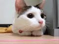 Cat dances to techno Cat dances to techno