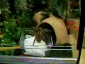 Schnelle Spinne