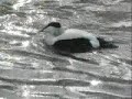 Common Eider