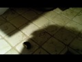 Real Ghost Sighting Doughnut
