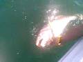 Huelva Corvina 17,200kg.mp4