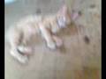 gato maluco  baguete!!!!!!!!!!!!!!!!!!!!!!!!!!
