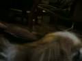 videos de acicalando pekines.wmv