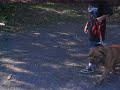 double XL Bulldogges Dozer 1 years old 26.25 inch head