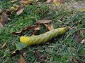 Catterpillar