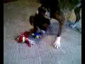 Tedy the Boxer barks at boucy ball