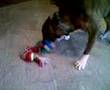 Tedy the Boxer barks at boucy ball