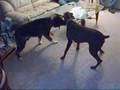 DOBERMAN FIGHTING AKITA