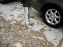 Squirrel Video Two