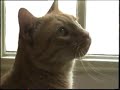 Fancy Feast Commercial Fancy Feast Commercial