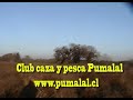 Caza de t�rtola