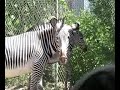 New Birth At Denver Zoo: Grevy\ New Birth At Denver Zoo: Grevy\