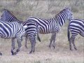 zebra\