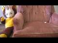 videos de Shed Teaser