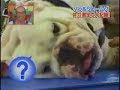 Scandal Monkey Against Dog Scandal Monkey Against Dog