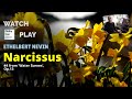 Ethelbert Nevin: Water Scenes Op. 13 No. 4 - Narcissus