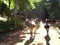 My donkeys love me