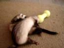 stitch and odie playing