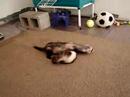 Stitch and Odie playing