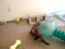 stitch and odie playing